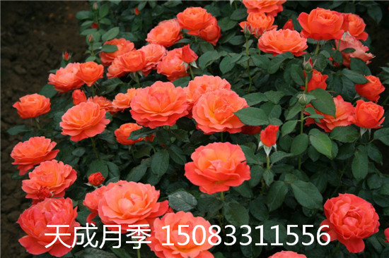 月季大花月季苗盆栽圖片/月季大花月季苗盆栽樣板圖 (3)