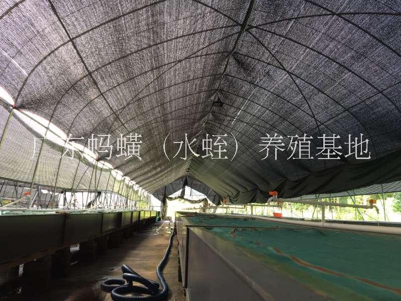 菲牛蛭圖片/菲牛蛭樣板圖 (2)