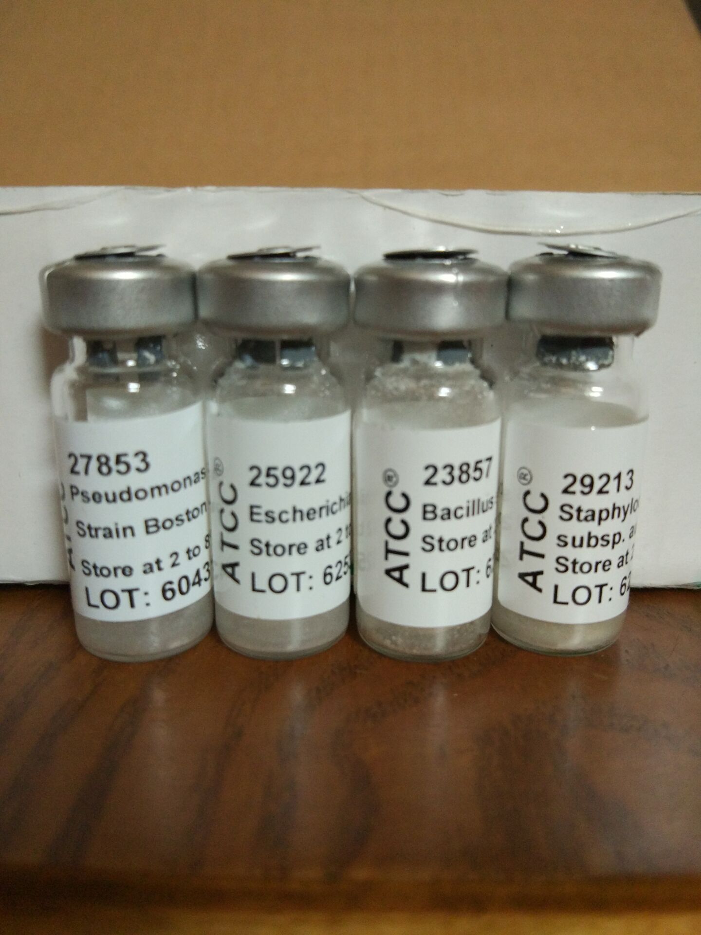 牛肝菌圖片/牛肝菌樣板圖 (3)