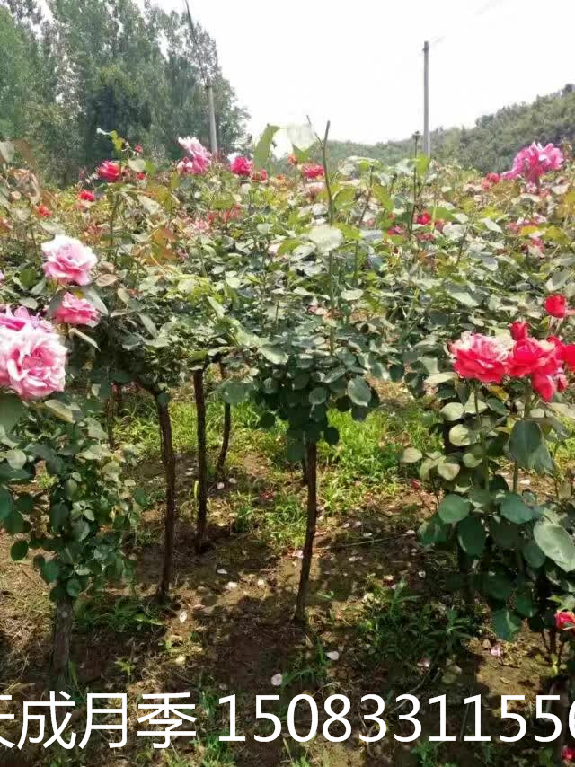 月季圖片/月季樣板圖 (2)