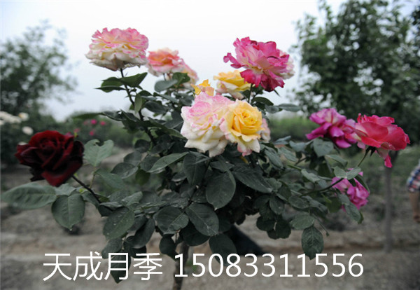 月季樹圖片/月季樹樣板圖 (1)
