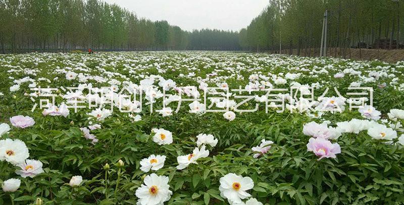 高效農(nóng)業(yè)的代表油用牡丹圖片