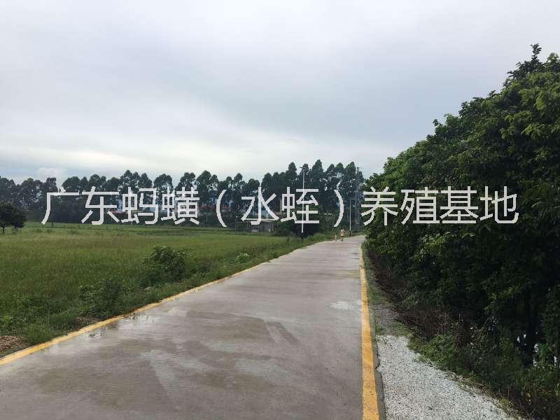 水蛭養(yǎng)殖技術(shù)圖片/水蛭養(yǎng)殖技術(shù)樣板圖 (2)