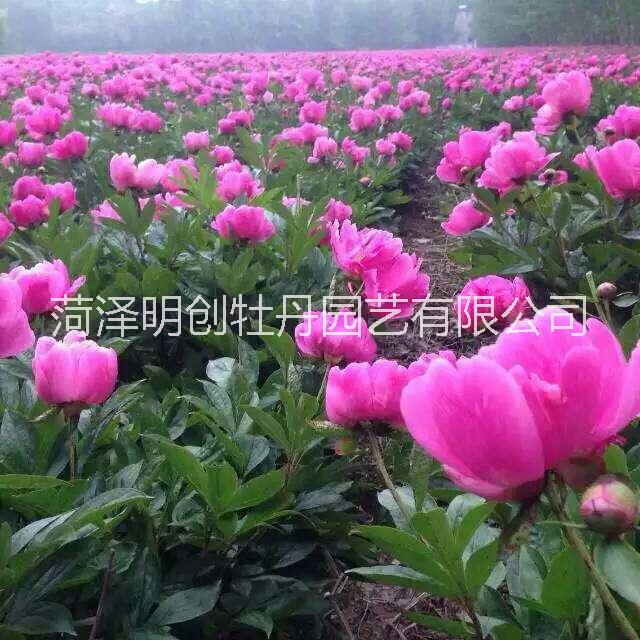 白芍苗圖片/白芍苗樣板圖 (1)