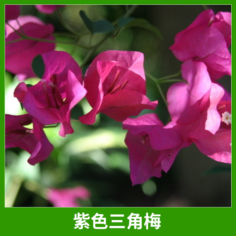 紫色三角梅圖片/紫色三角梅樣板圖 (3)