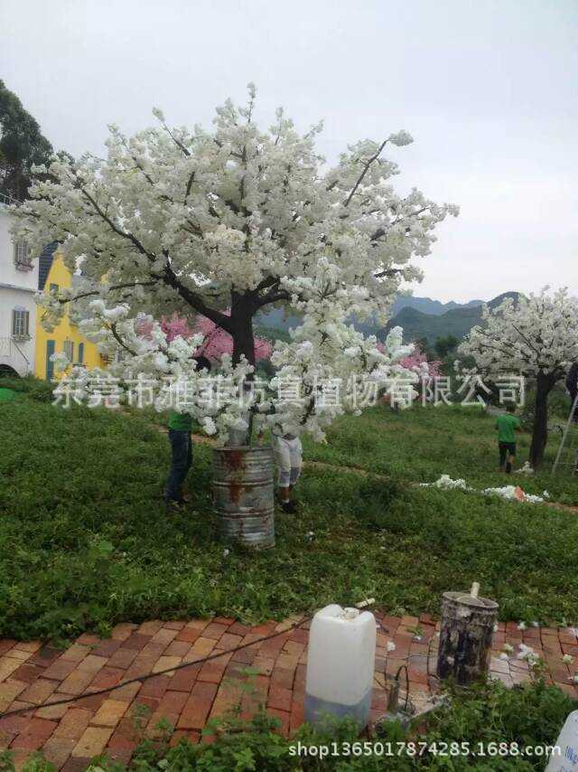 櫻花樹圖片/櫻花樹樣板圖 (4)