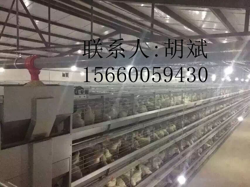 河南金鳳雞籠自動(dòng)化養(yǎng)雞設(shè)備/專業(yè)養(yǎng)殖蛋雞籠育雛籠不生銹不開(kāi)焊 河南金鳳自動(dòng)化層疊養(yǎng)殖設(shè)備