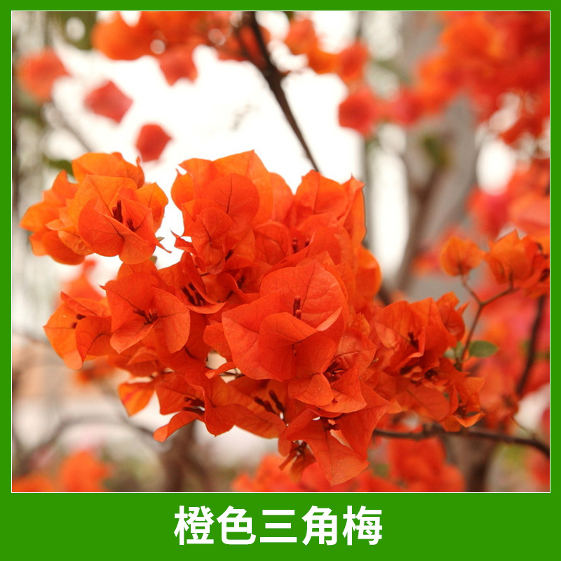 基地直銷橙色三角梅園藝景觀綠化植物三角梅/葉子梅盆景盆栽