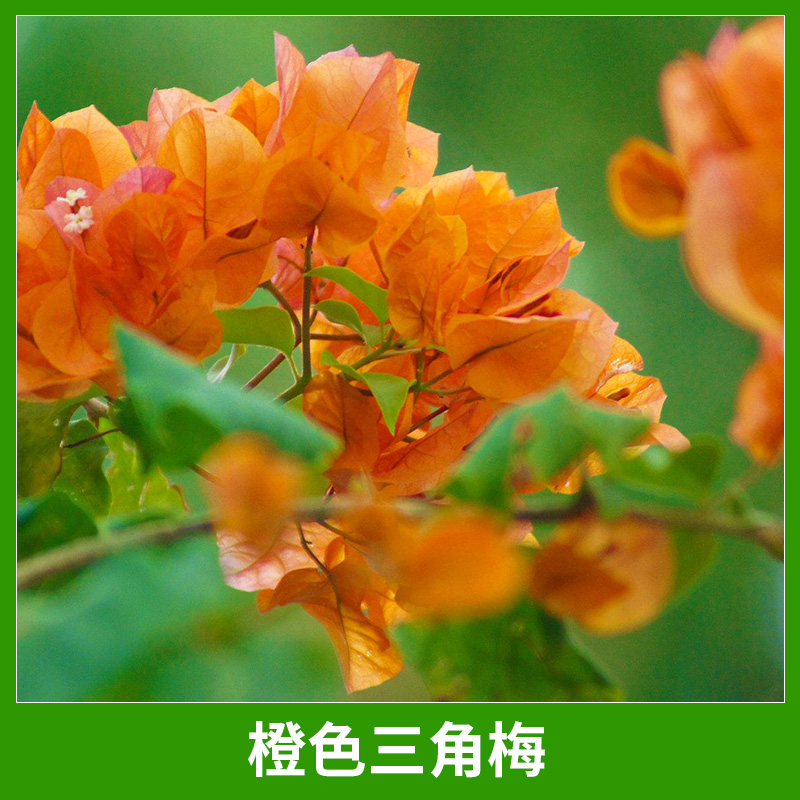 橙色三角梅圖片/橙色三角梅樣板圖 (3)