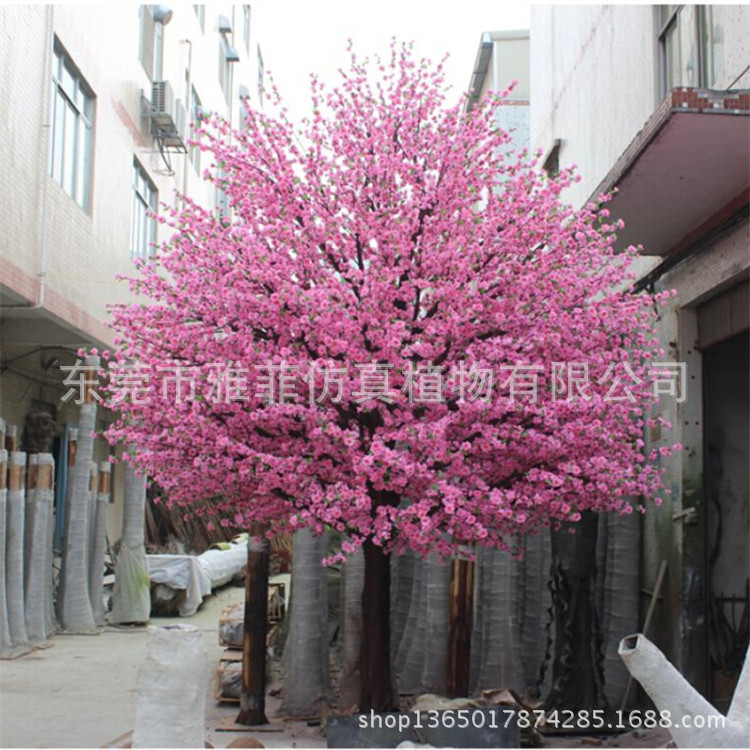 櫻花樹圖片/櫻花樹樣板圖 (1)