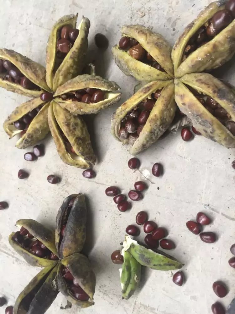 赤芍種子圖片/赤芍種子樣板圖 (4)