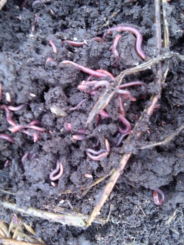 蚯蚓圖片/蚯蚓樣板圖 (4)