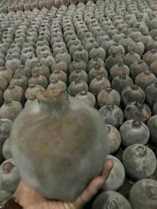 洞藏老酒圖片/洞藏老酒樣板圖 (4)