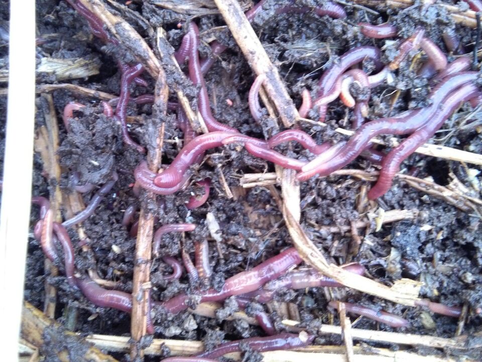蚯蚓圖片/蚯蚓樣板圖 (2)