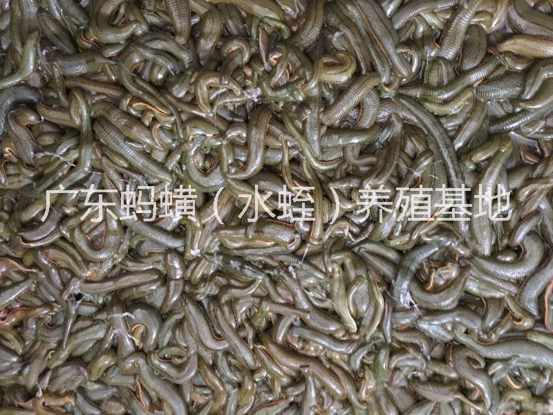 東莞螞蟥養(yǎng)殖場圖片/東莞螞蟥養(yǎng)殖場樣板圖 (4)