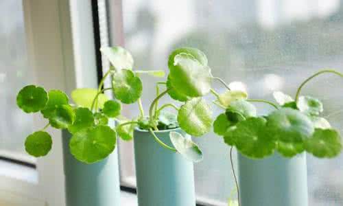 合肥辦公室綠植租賃 合肥辦公室綠植租賃，廠家，價格