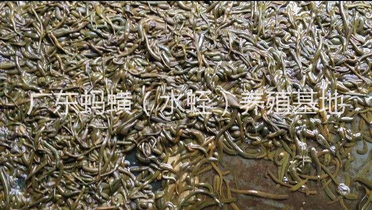 水蛭圖片/水蛭樣板圖 (4)