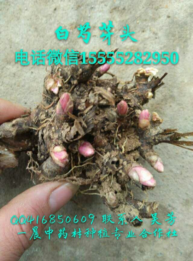 亳州白芍种子价格白芍籽苗批发