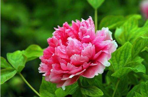 首屆天津堯舜油用牡丹研討會(huì)舉辦