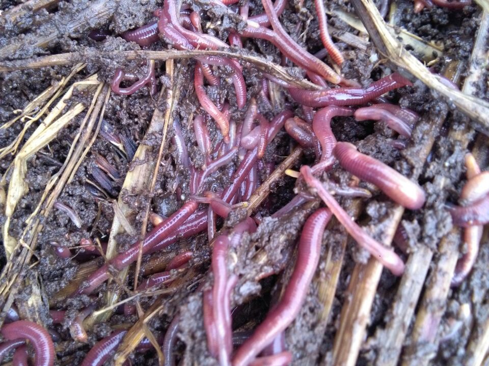 蚯蚓批發(fā)基地江華蚯蚓、江華蚯蚓批發(fā)、蚯蚓價格 江華蚯蚓批發(fā)基地