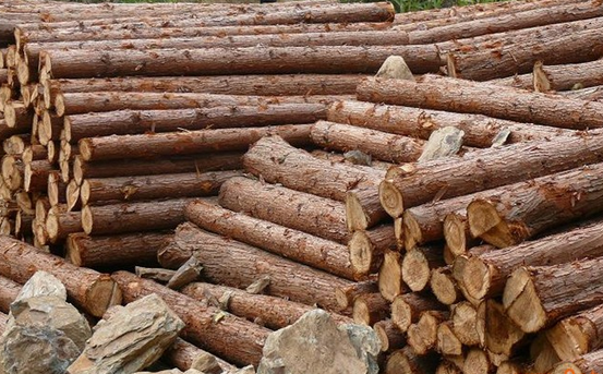 優(yōu)質(zhì)杉木圖片/優(yōu)質(zhì)杉木樣板圖 (3)