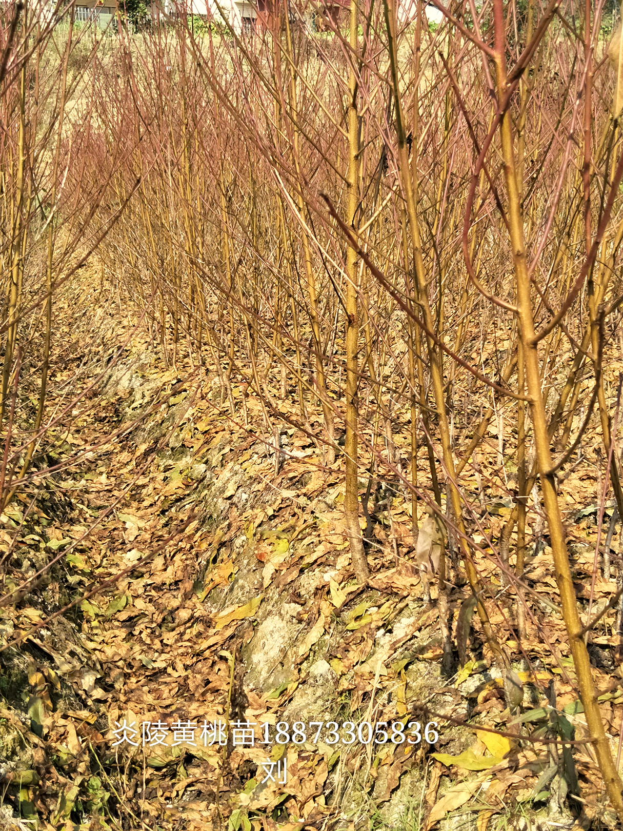 錦繡黃桃苗價格圖片/錦繡黃桃苗價格樣板圖 (3)