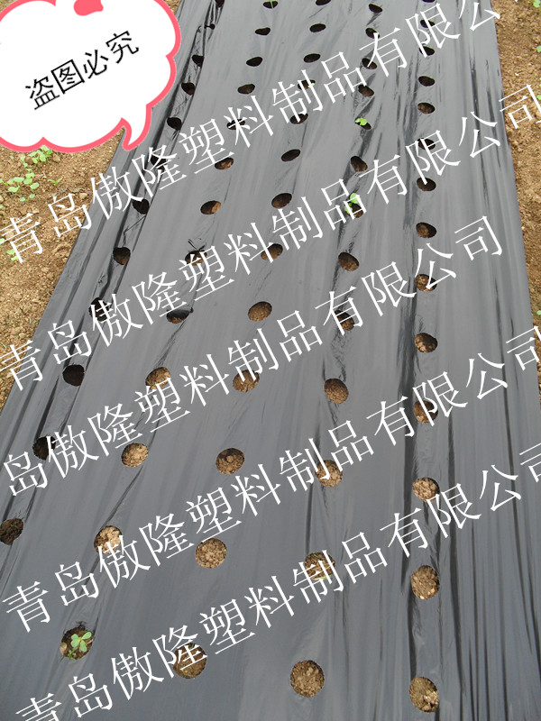 防草打孔地膜圖片/防草打孔地膜樣板圖 (4)