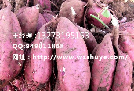 龍薯9號圖片/龍薯9號樣板圖 (1)