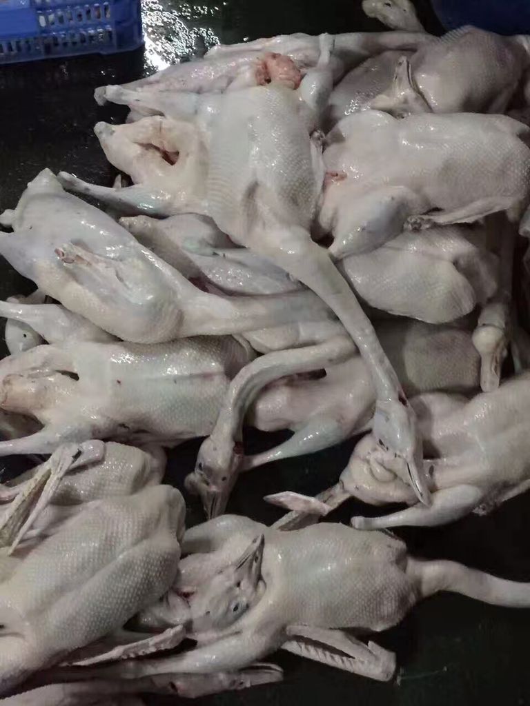 乳豬圖片/乳豬樣板圖 (4)