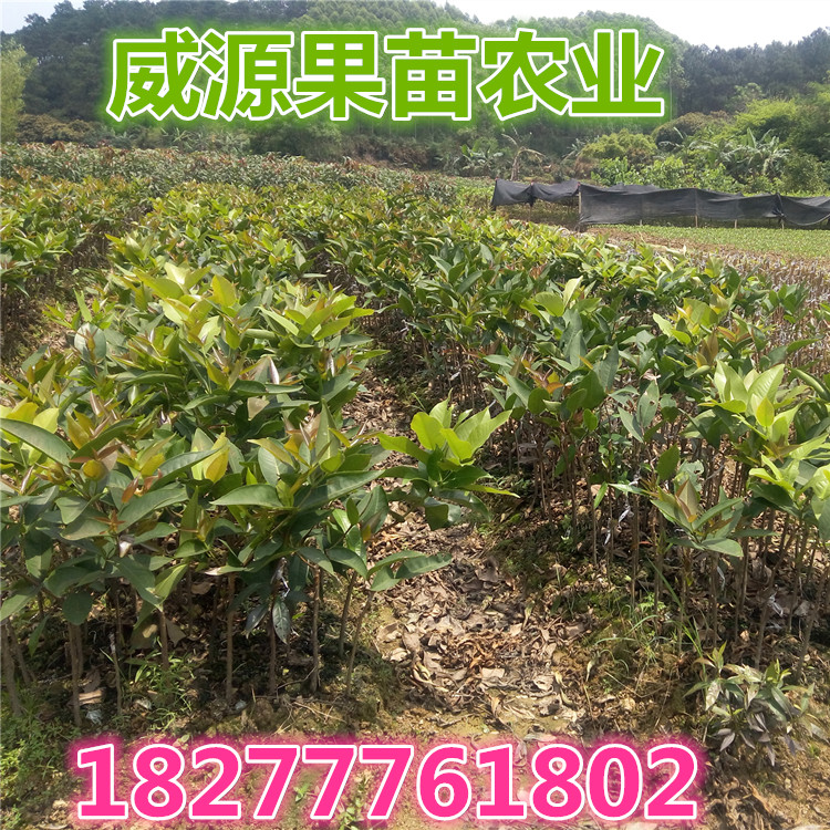 蓮霧苗圖片/蓮霧苗樣板圖 (3)