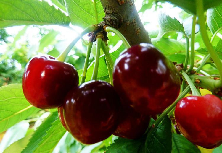 櫻桃圖片/櫻桃樣板圖 (2)