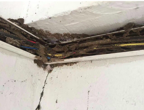 蟲害防治圖片/蟲害防治樣板圖 (1)