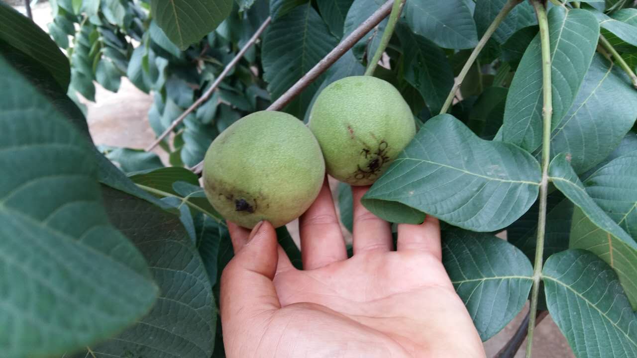 文玩核桃圖片/文玩核桃樣板圖 (3)