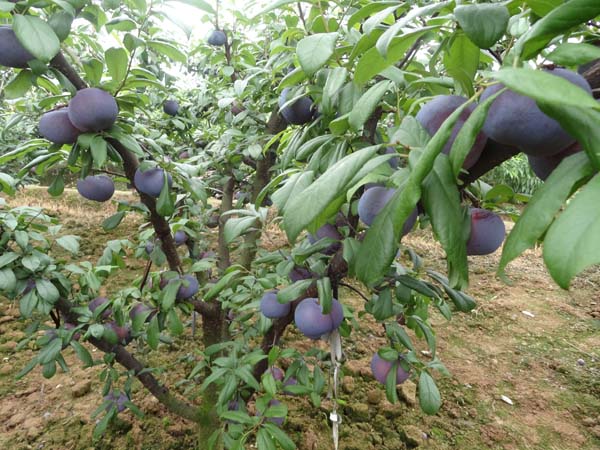 李子苗圖片/李子苗樣板圖 (3)