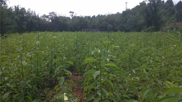 李子苗 水果苗 哪里有李子苗賣