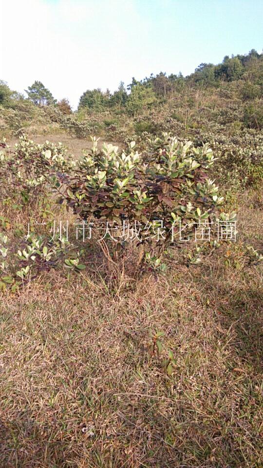 廣西桃金娘樹圖片/廣西桃金娘樹樣板圖 (4)