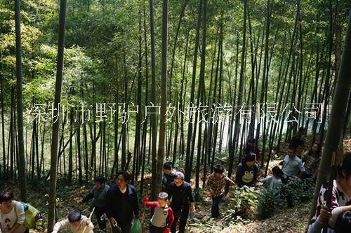 從化影古線竹林徒步,逛溪頭古巷圖片/從化影古線竹林徒步,逛溪頭古巷樣板圖 (4)