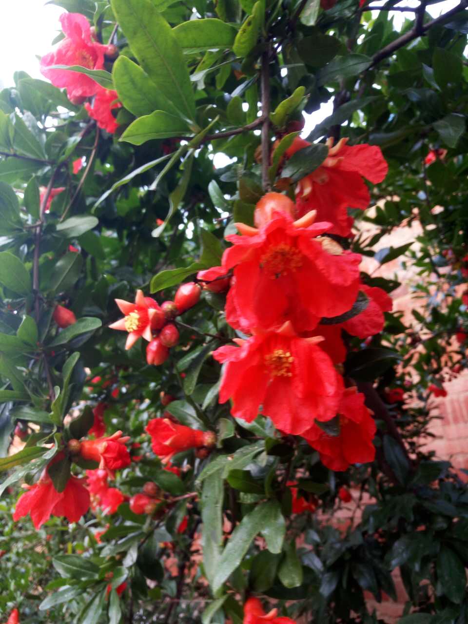 河陰軟籽石榴 哪里有河陰軟籽石榴 石榴供應(yīng)