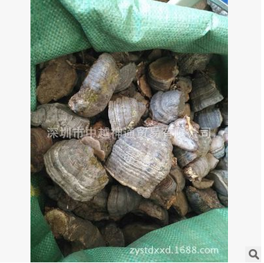 靈芝圖片/靈芝樣板圖 (3)