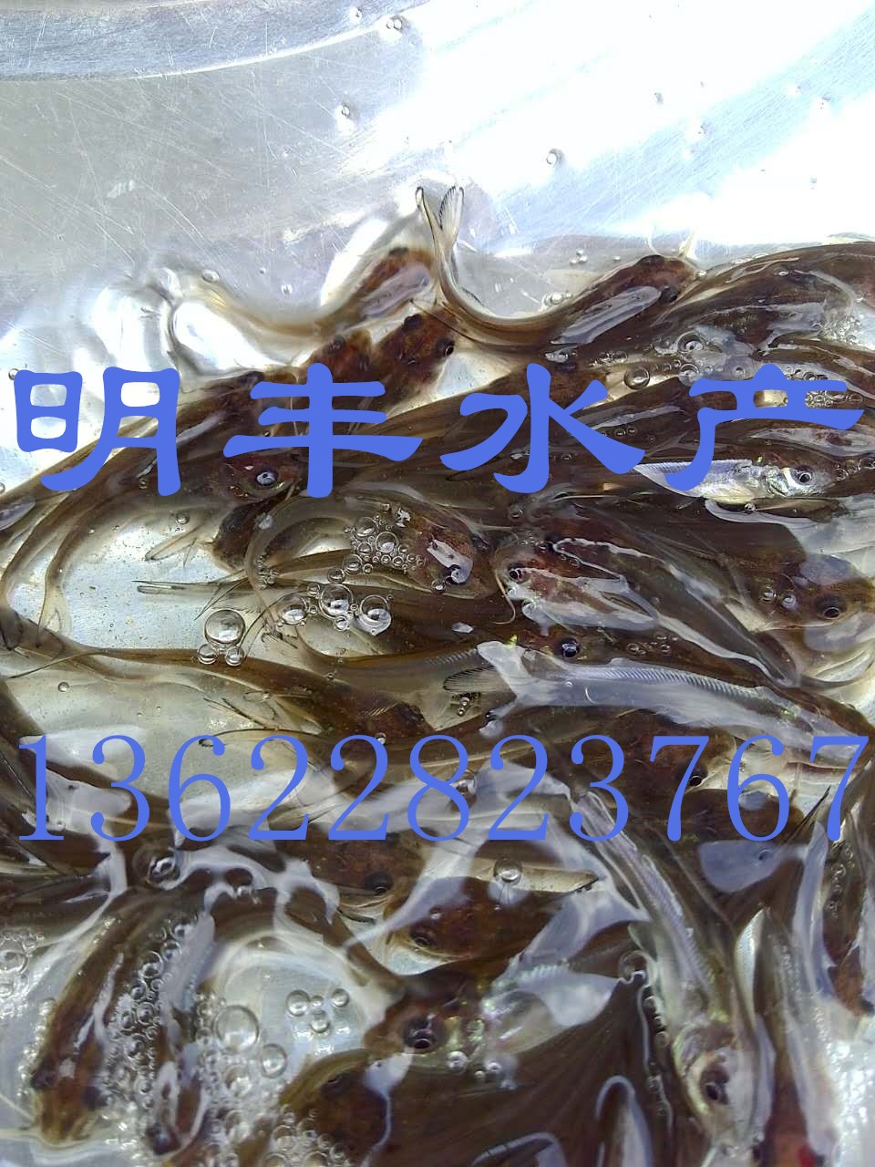 鮰魚苗圖片/鮰魚苗樣板圖 (1)