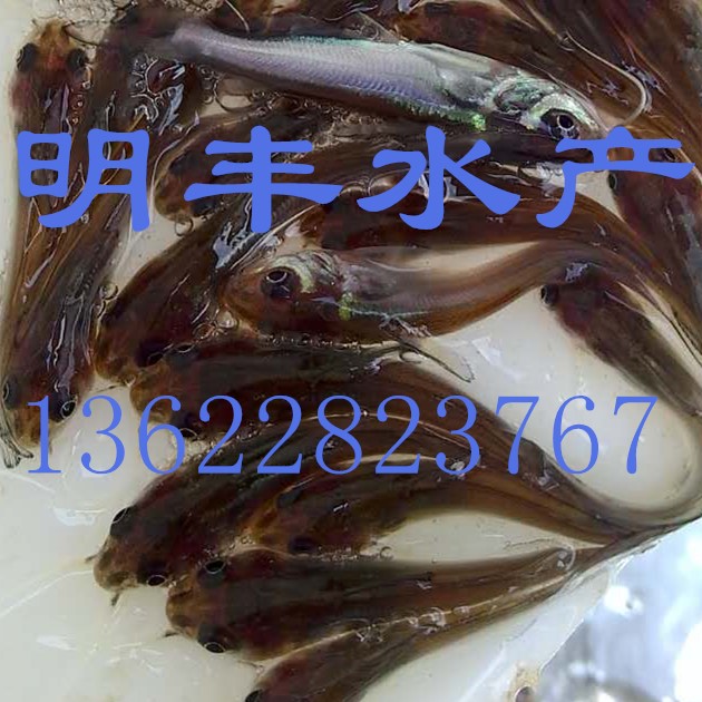 鮰魚苗圖片/鮰魚苗樣板圖 (3)