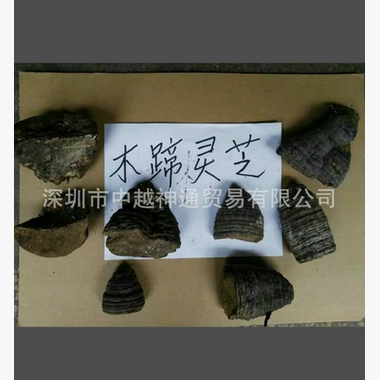 靈芝圖片/靈芝樣板圖 (1)