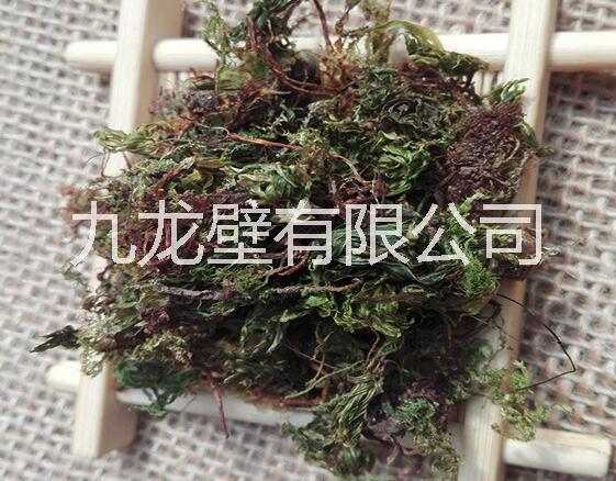 回心草圖片/回心草樣板圖 (1)