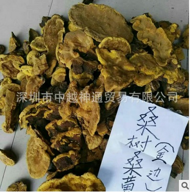 桑黃圖片/桑黃樣板圖 (2)