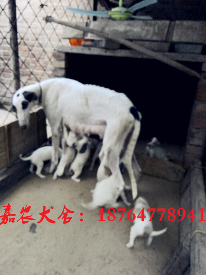 格力犬圖片/格力犬樣板圖 (4)