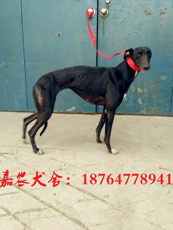 哪里有賣格力犬小狗的，格力犬價(jià)格