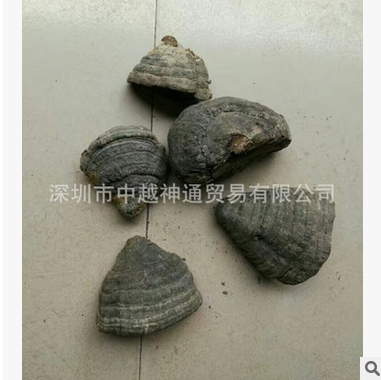 靈芝圖片/靈芝樣板圖 (4)