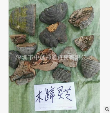 靈芝圖片/靈芝樣板圖 (2)