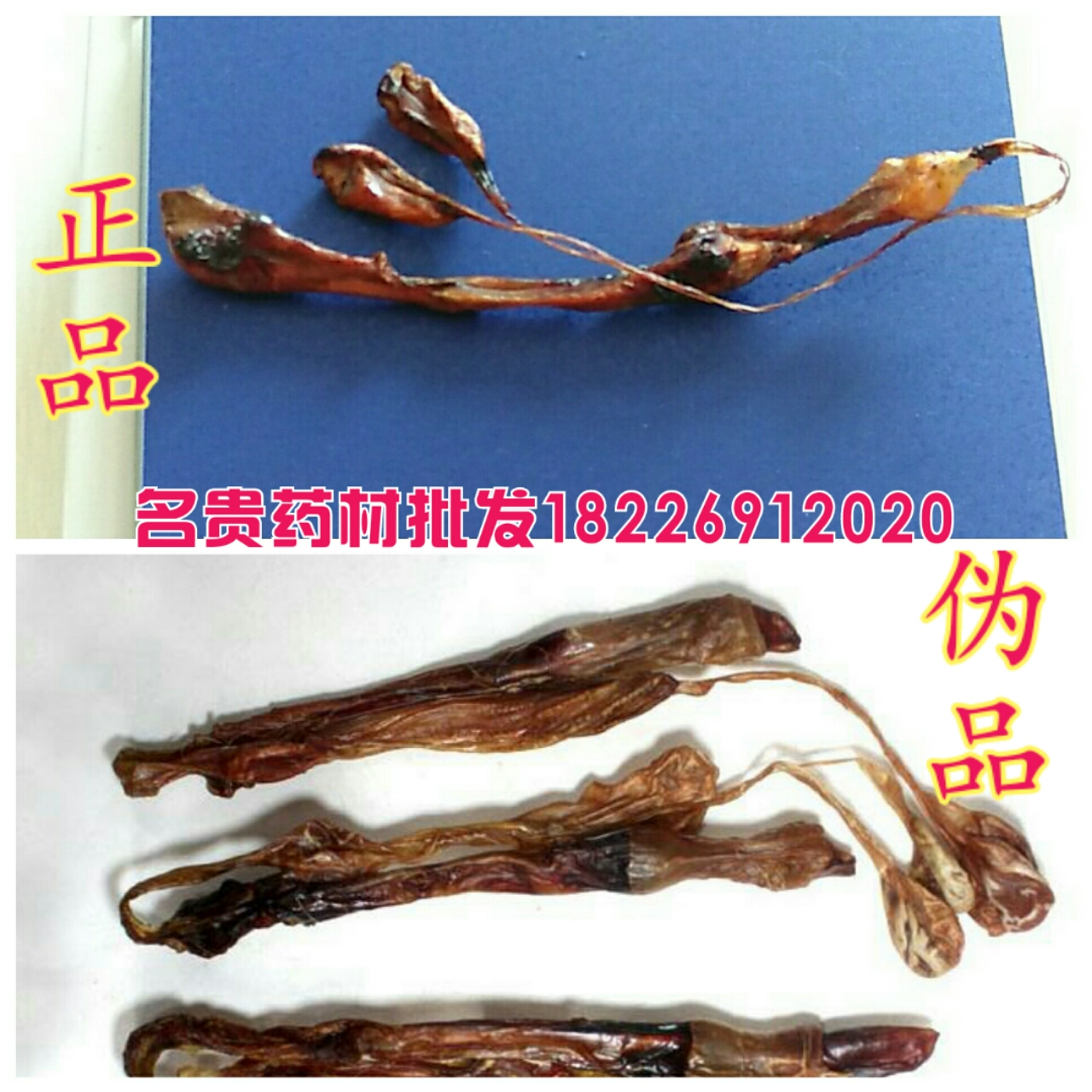 亳州海狗鞭廠家直銷圖片