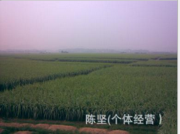 黑皮甘蔗圖片/黑皮甘蔗樣板圖 (2)